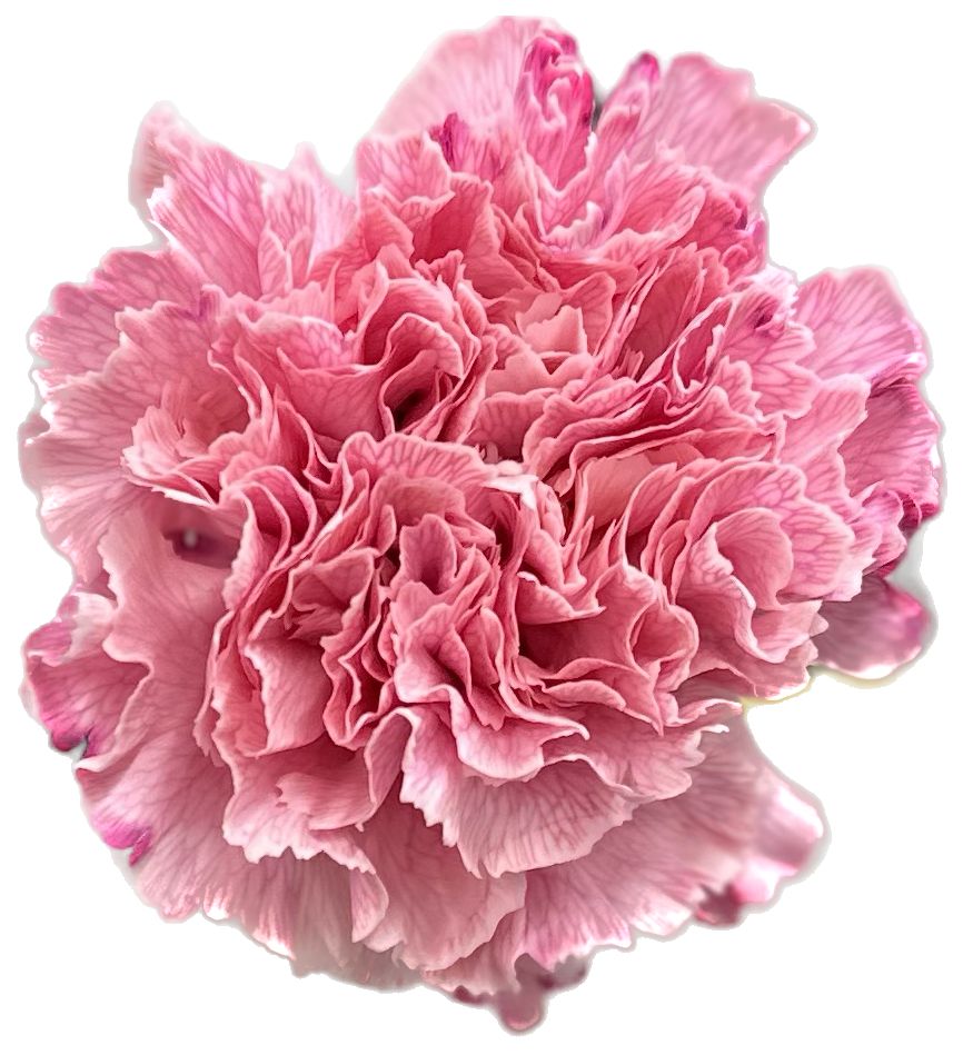 Carnation tinted toph light