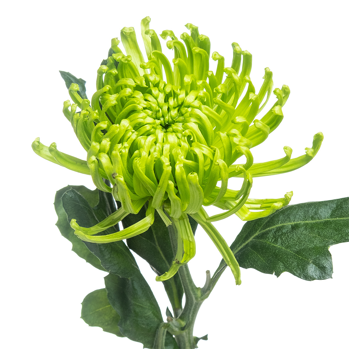 Chrysanthemum single ofir