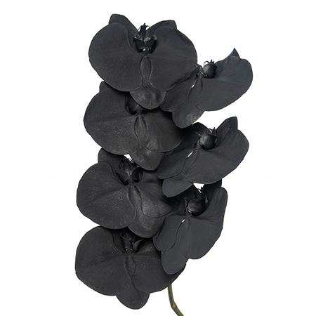 Phalaenopsis spray flat black