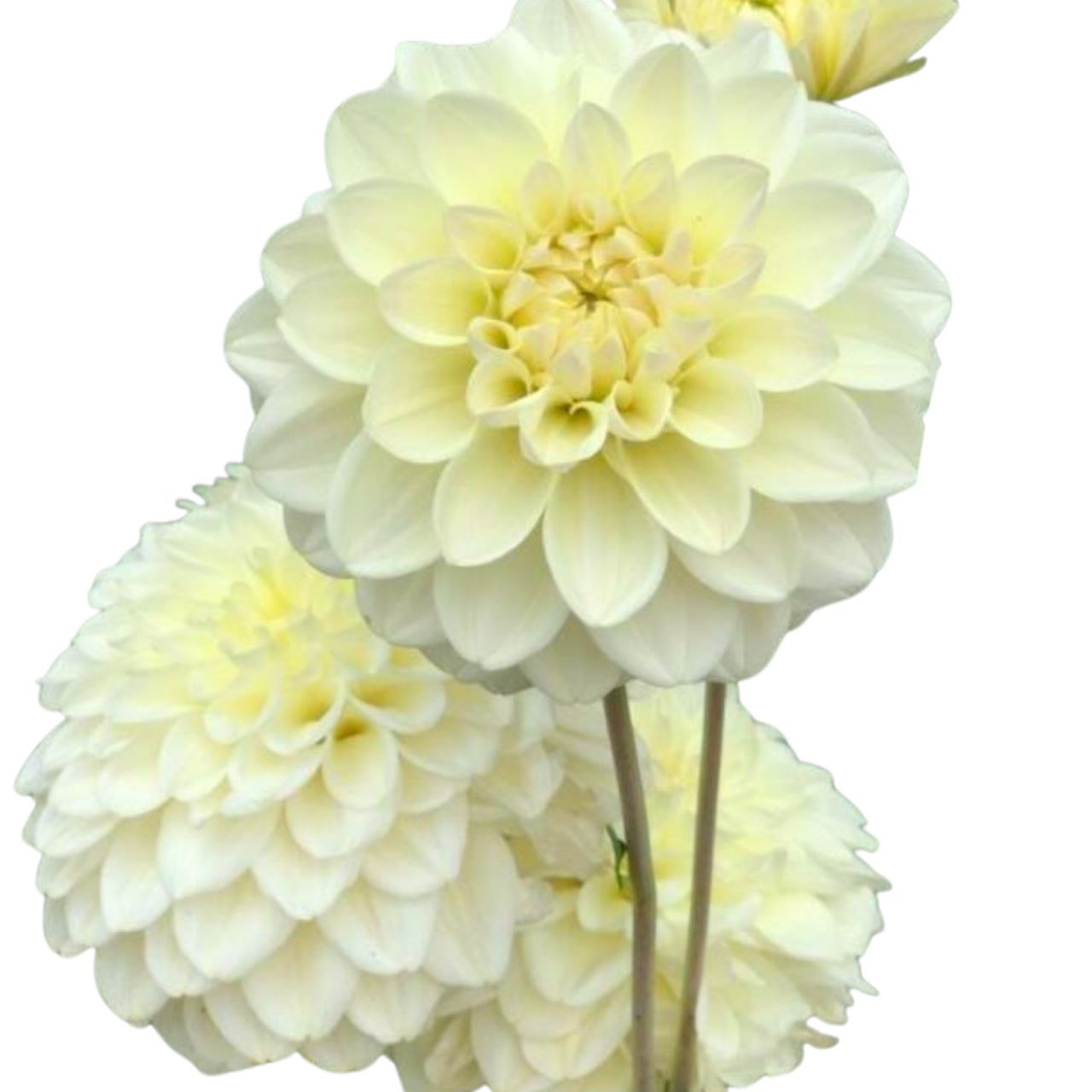 Георгина карамель