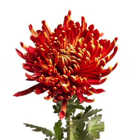 Chrysanthemum spider mum cocoa