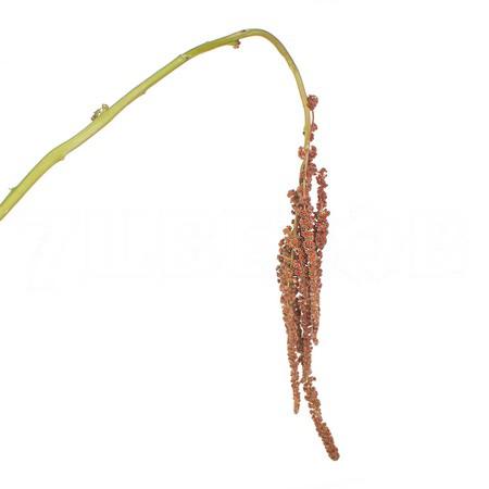 Amaranthus coral