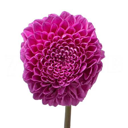 Dahlia micchan
