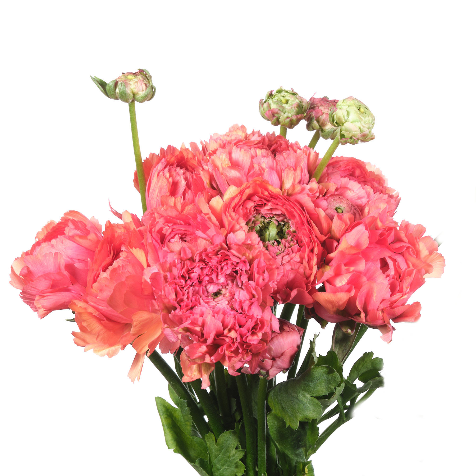 Ранункулус пон-пон минерва