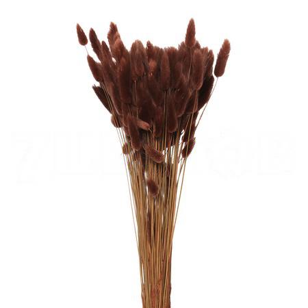 Лагурус краш. сух. коричневый в Москве