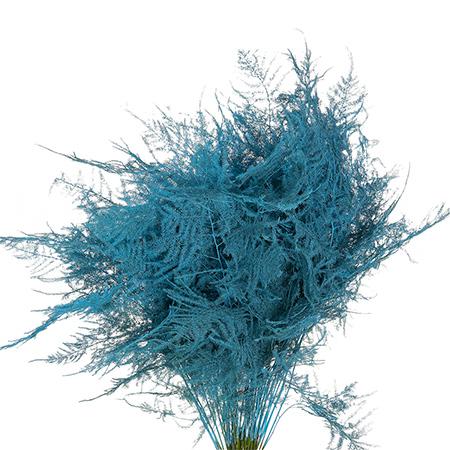Blad Asparagus tinted plumosus light blue