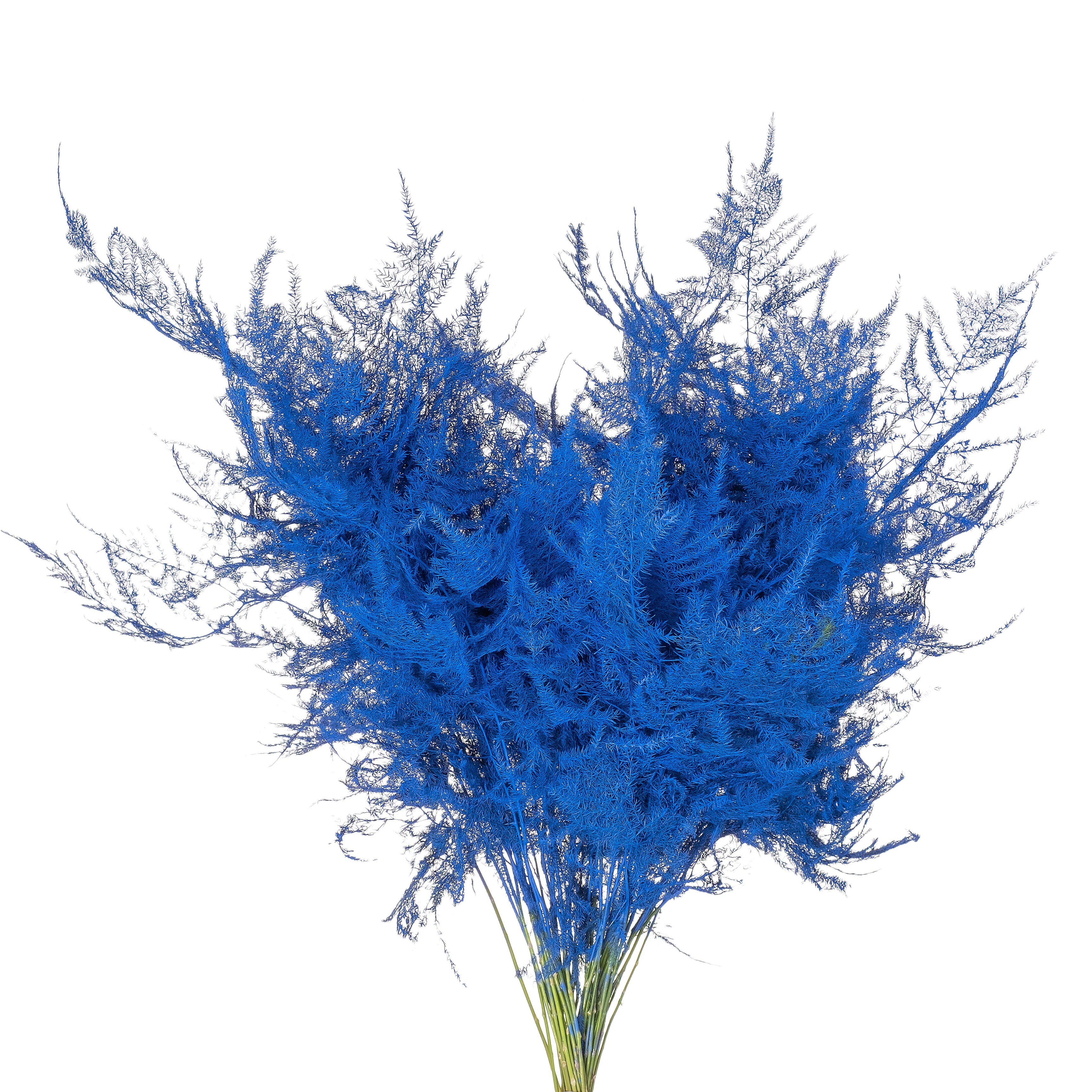 Blad Asparagus tinted plumosus blue