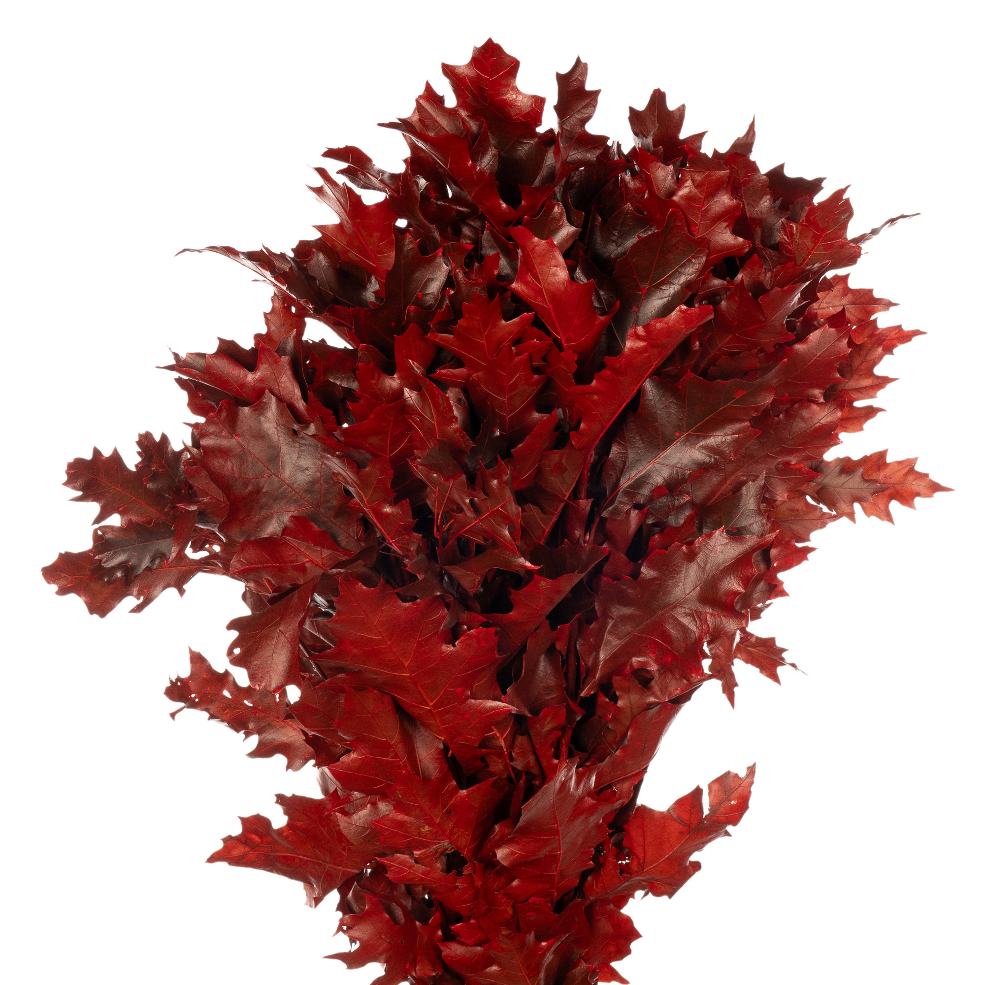 Blad Quercus tinted rubra red