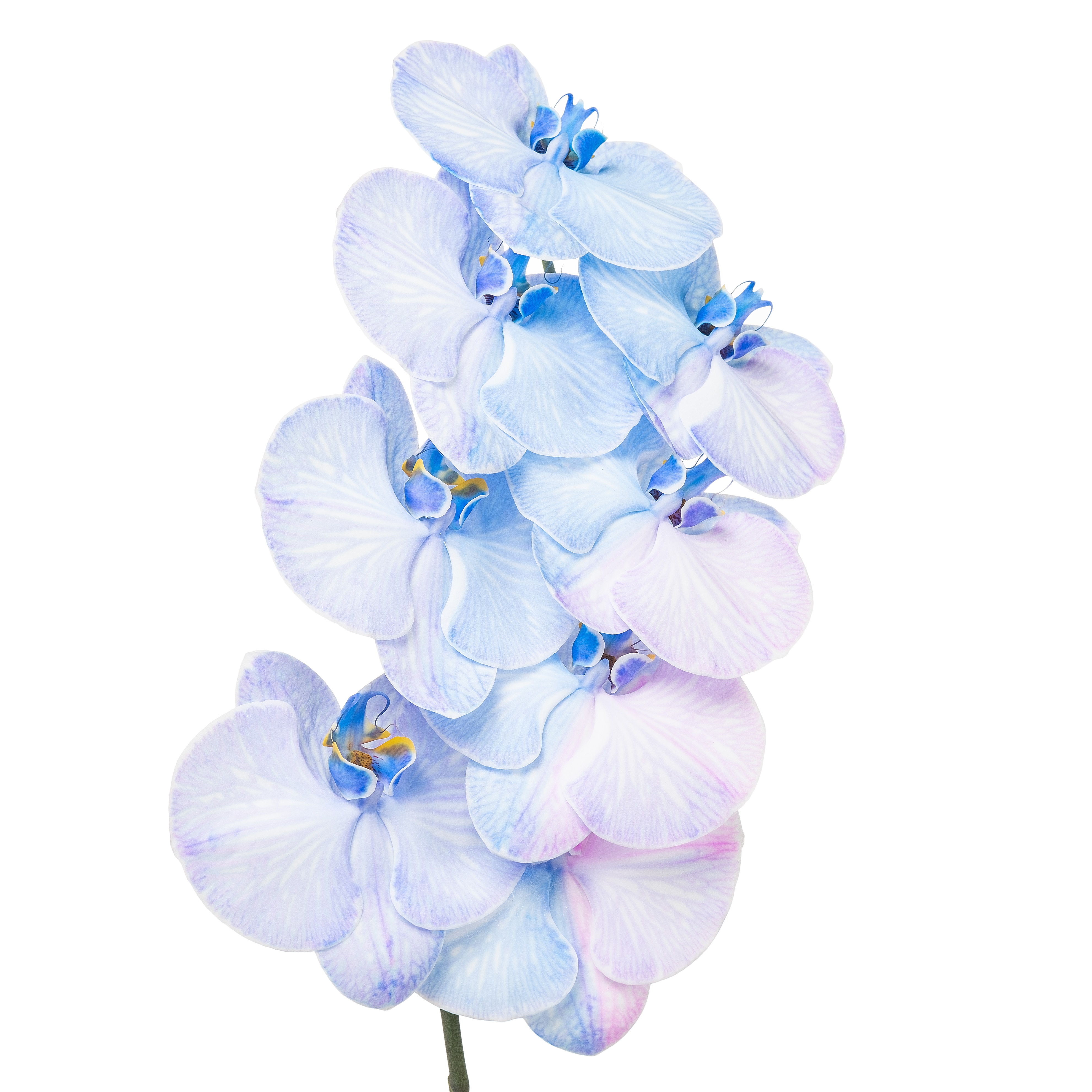 Phalaenopsis double dyed royal blue + pink
