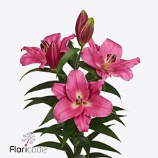 Лилия от корвет