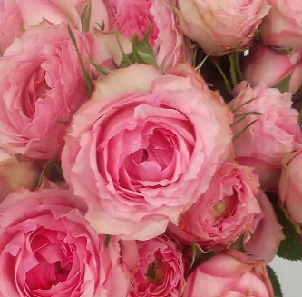 Роза куст триалс