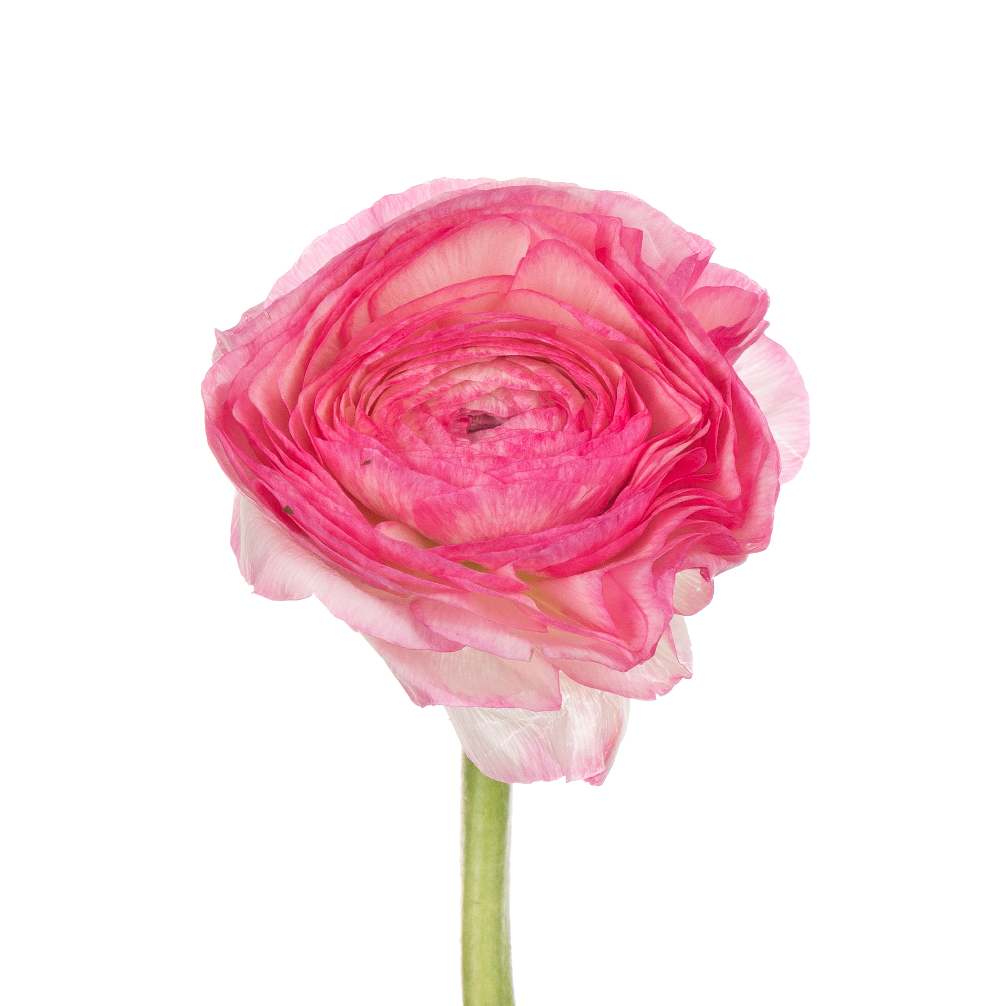 Ранункулус саксес фелисидад