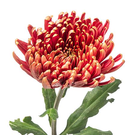 Chrysanthemum single cremon rosetta 