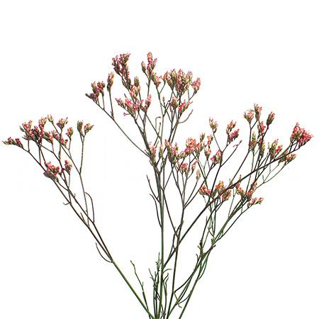 Лимониум краш. пина колада красный в Москве