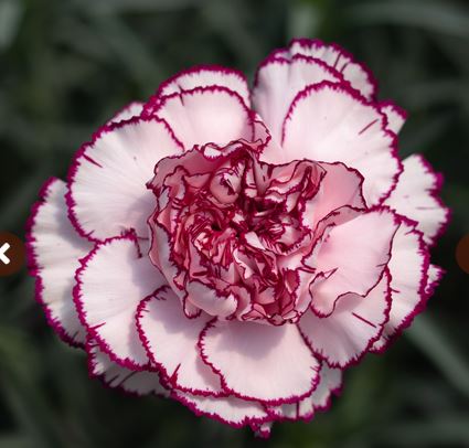 Carnation purple damascus