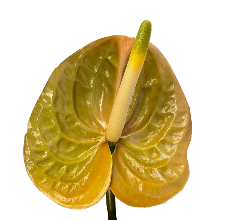 Anthurium prestige