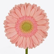 Gerbera kiara