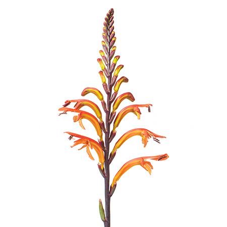 Crocosmia saturnus