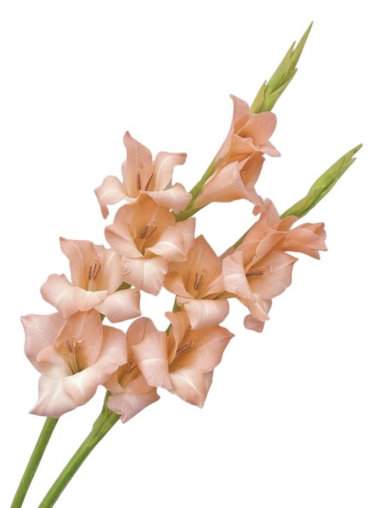 Gladiolus salmon