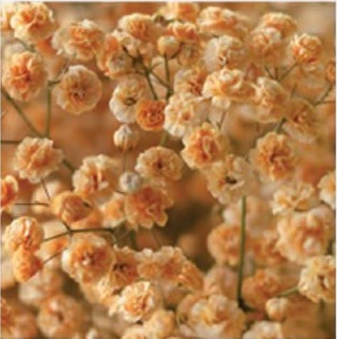 Gypsophila xlence dyed orange