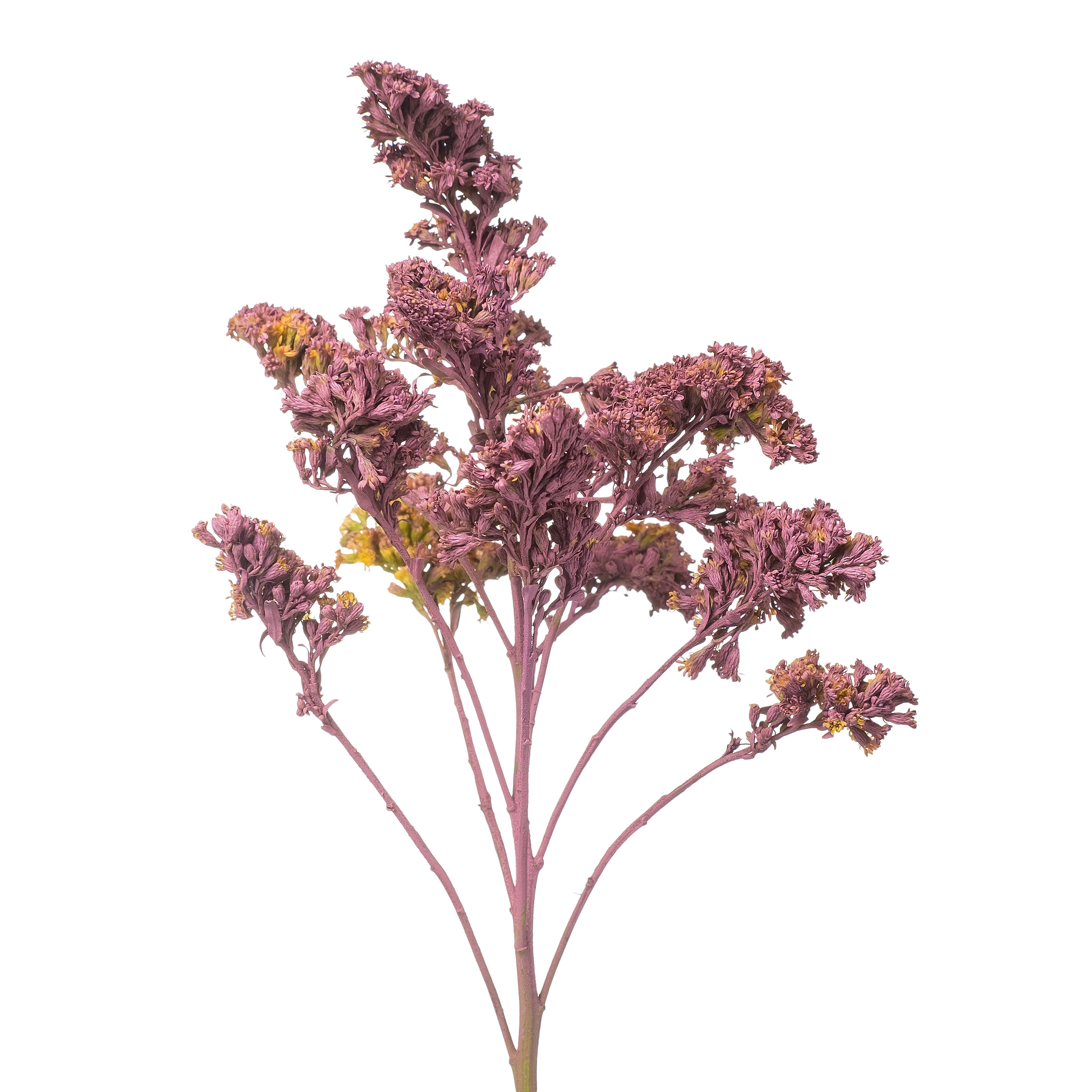 Солидаго краш. голд глори сиреневый в Новосибирске