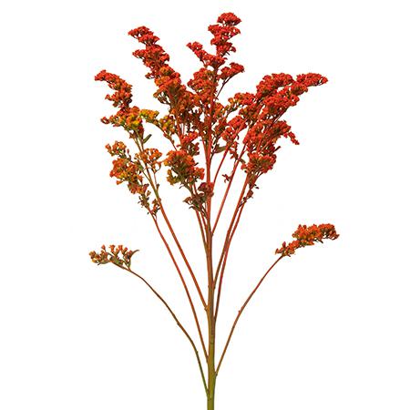 Солидаго краш. голд глори оранжевый в Новосибирске