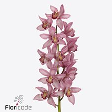 Cymbidium louise