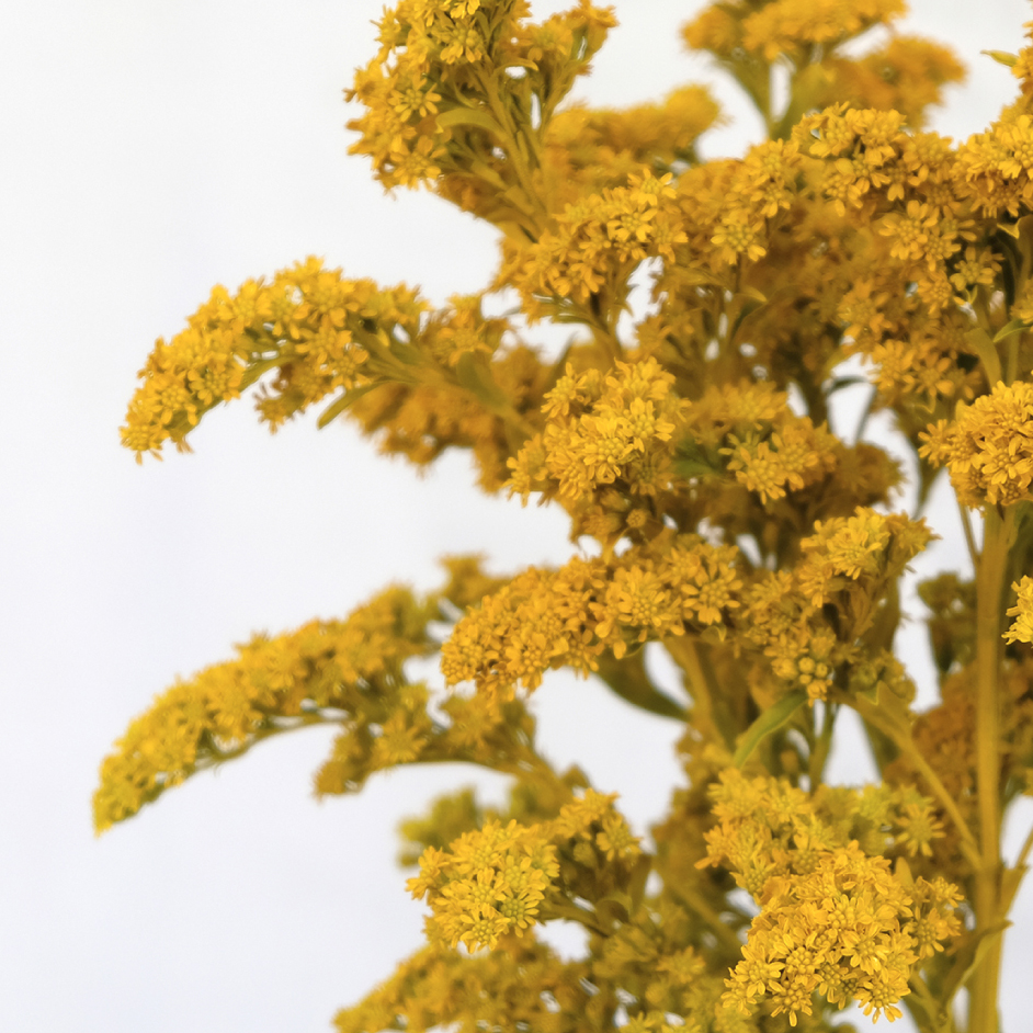 Solidago tinted golden glory yellow