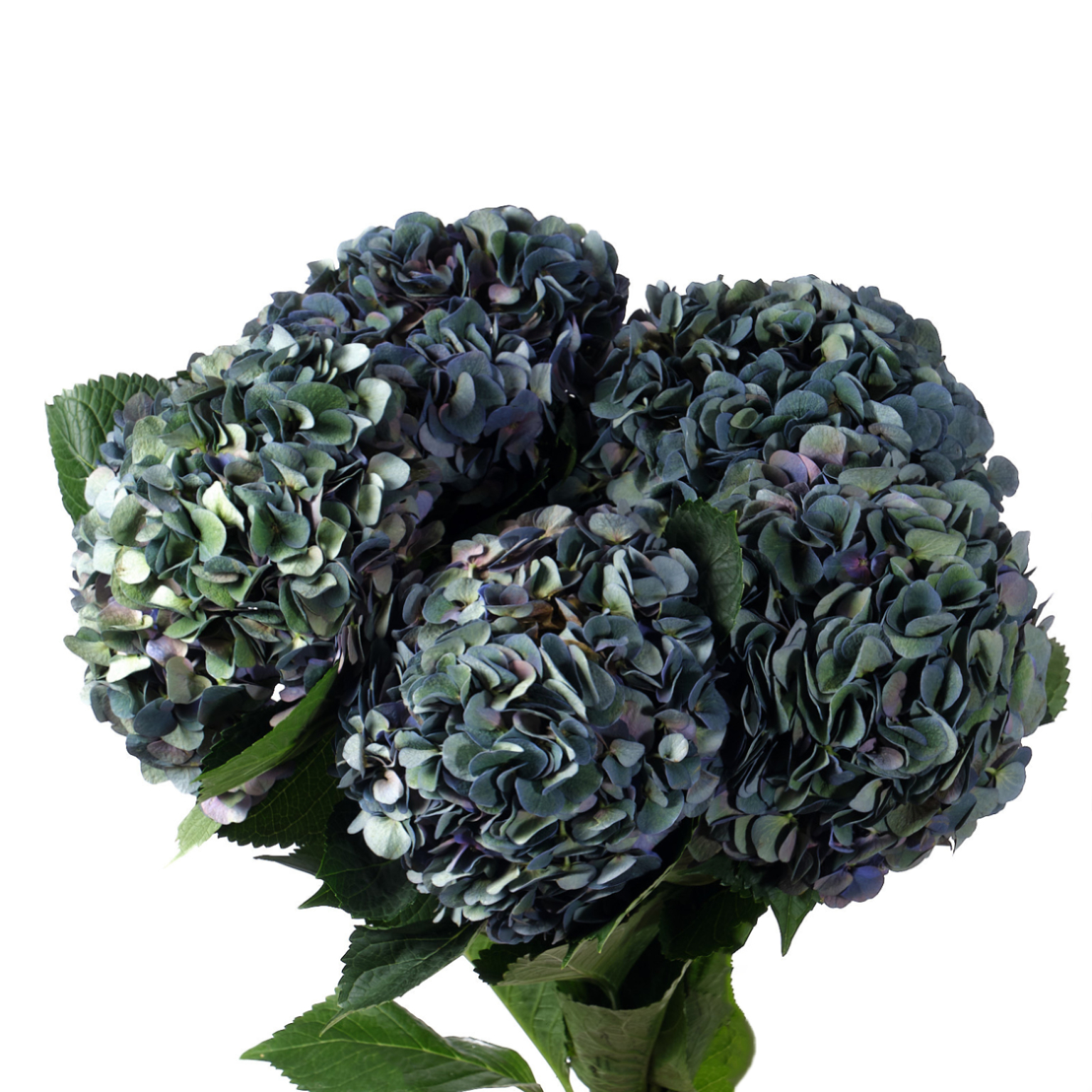 Hydrangea fabulous anne classic