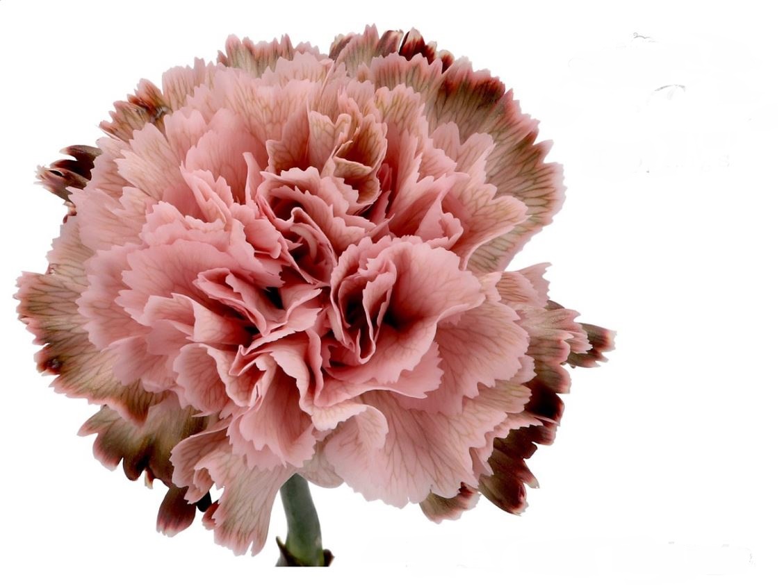 Гвоздика краш. винтаж в Санкт-Петербурге