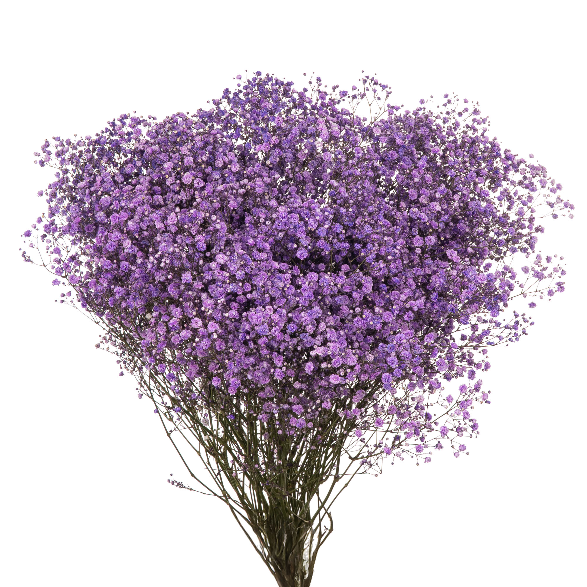 Гипсофила краш. светло-фиолетовый в Москве