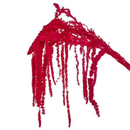 Amaranthus preserved dyed cerise