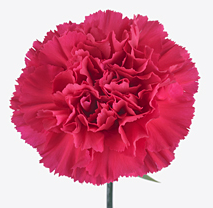 Carnation zepellin