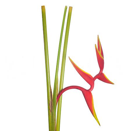 Heliconia rauliana