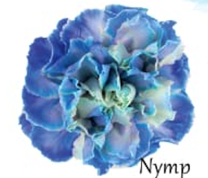 Carnation fancy tinted nymp