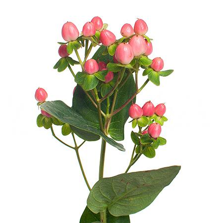 Гиперикум коко фиеста в Москве