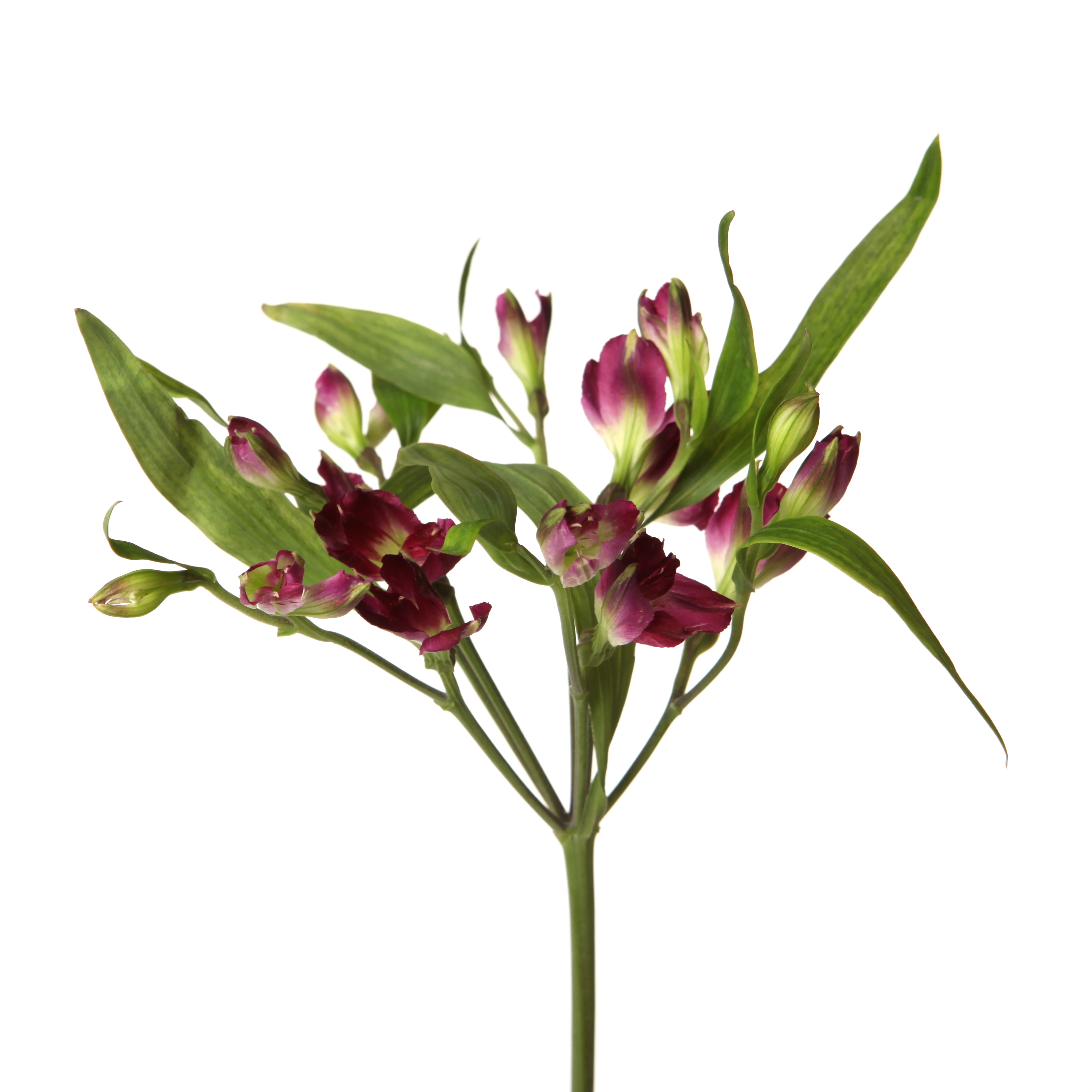 Альстромерия куст шармелия пепл в Москве