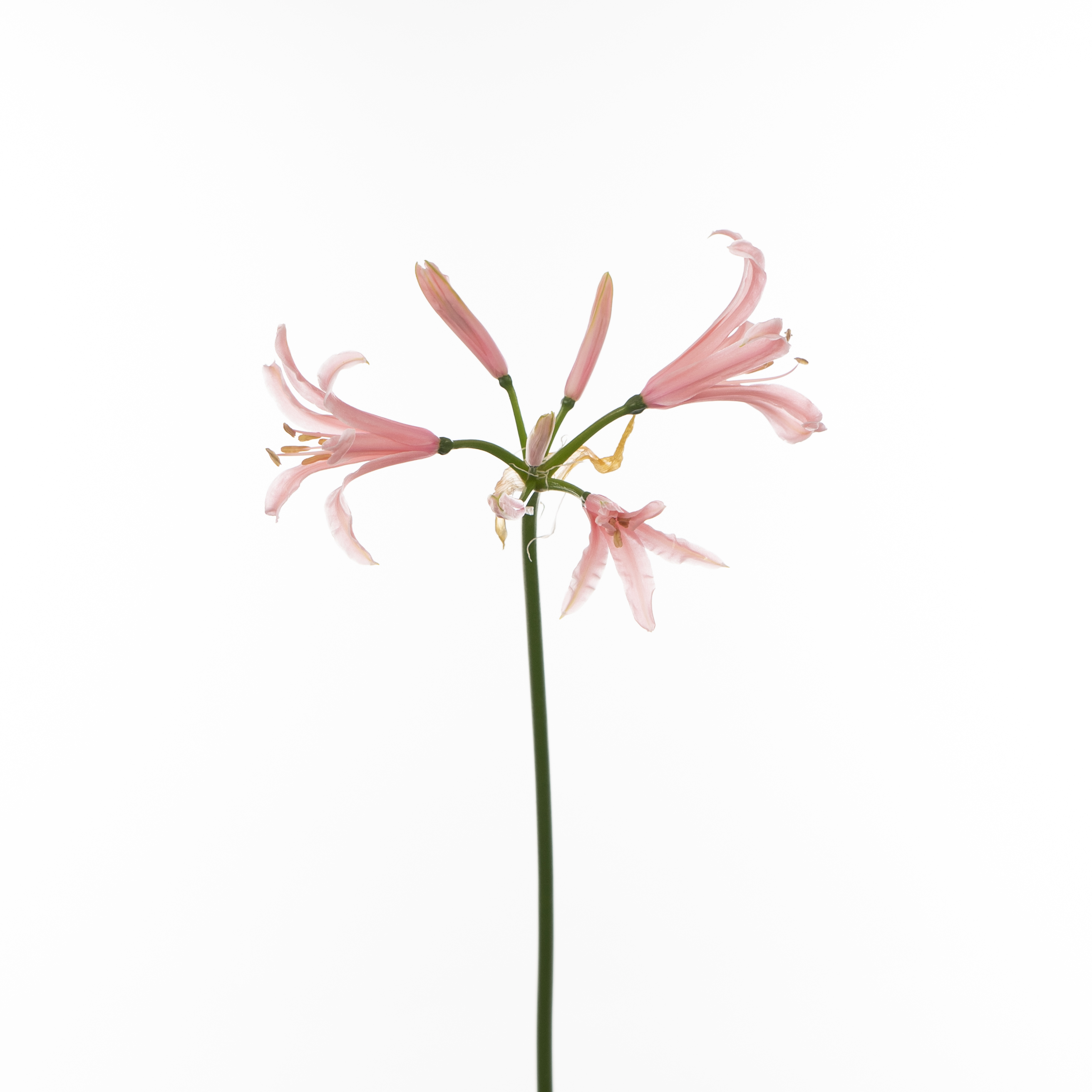 Нерине элеганс касандра в Санкт-Петербурге