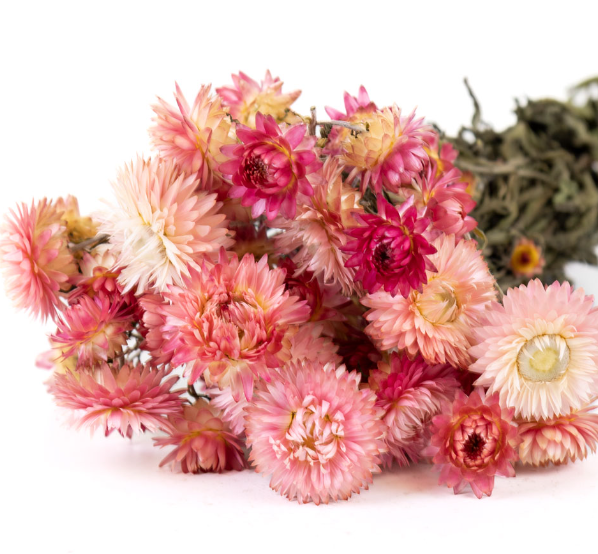 Helichrysum pink