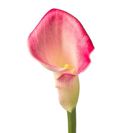 Zantedeschia dreamland
