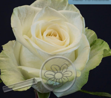 Роза однг котопакси в Москве