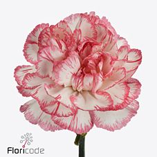 Carnation bacarat pink