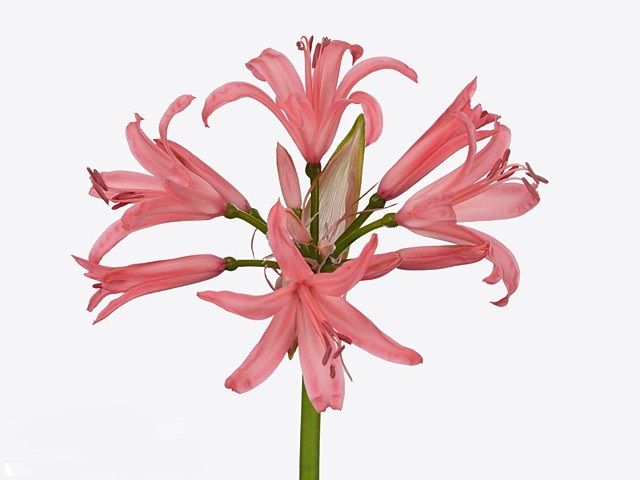 Нерине элеганс сальмон твинкл в Санкт-Петербурге