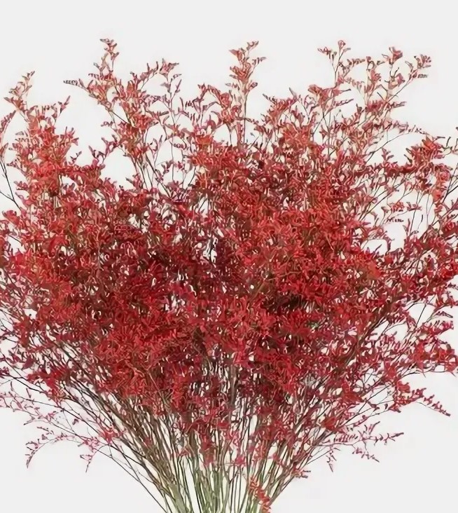 Лимониум краш. селект красный