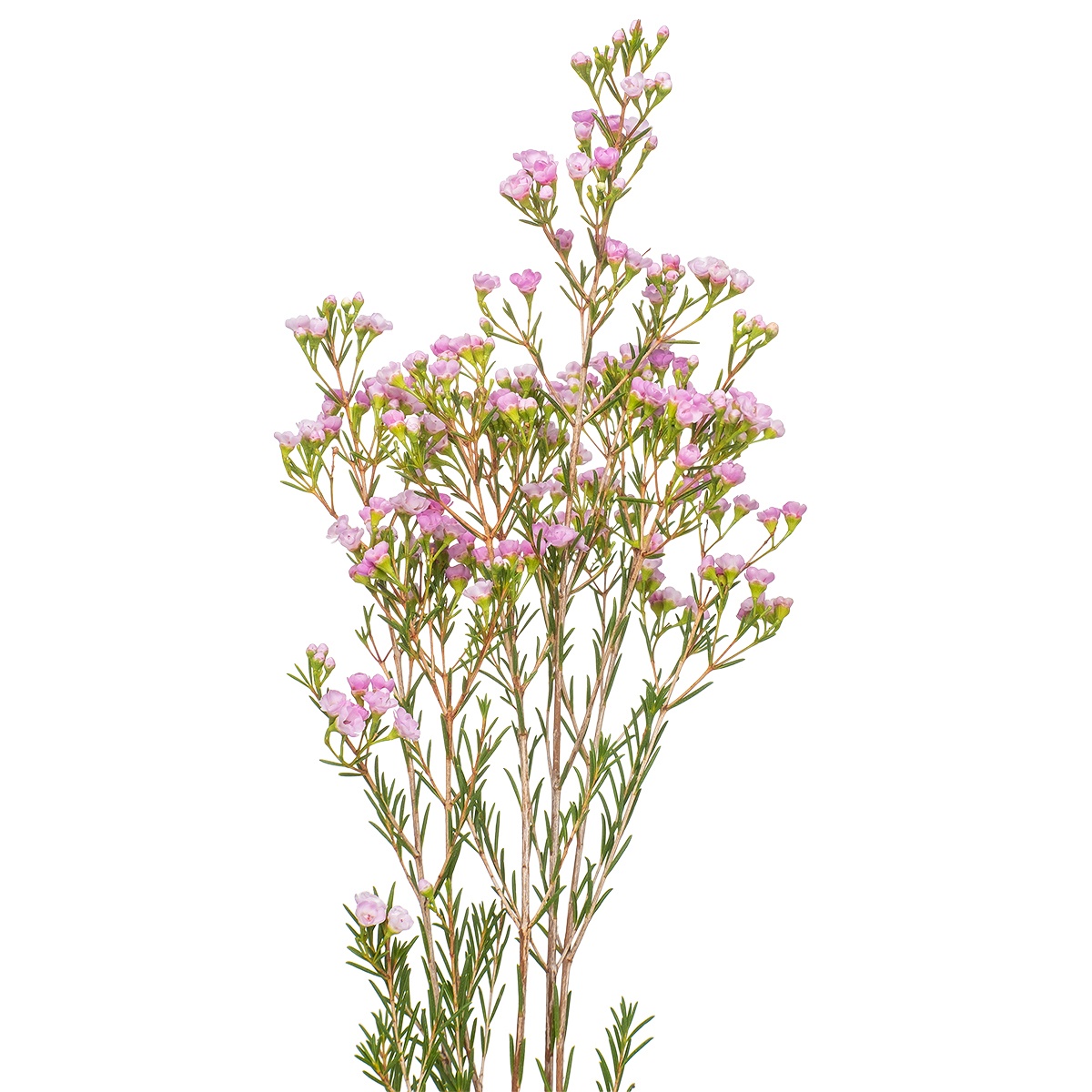 Хамелациум пируэт в Москве