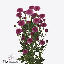Chrysanthemum santini verena dark
