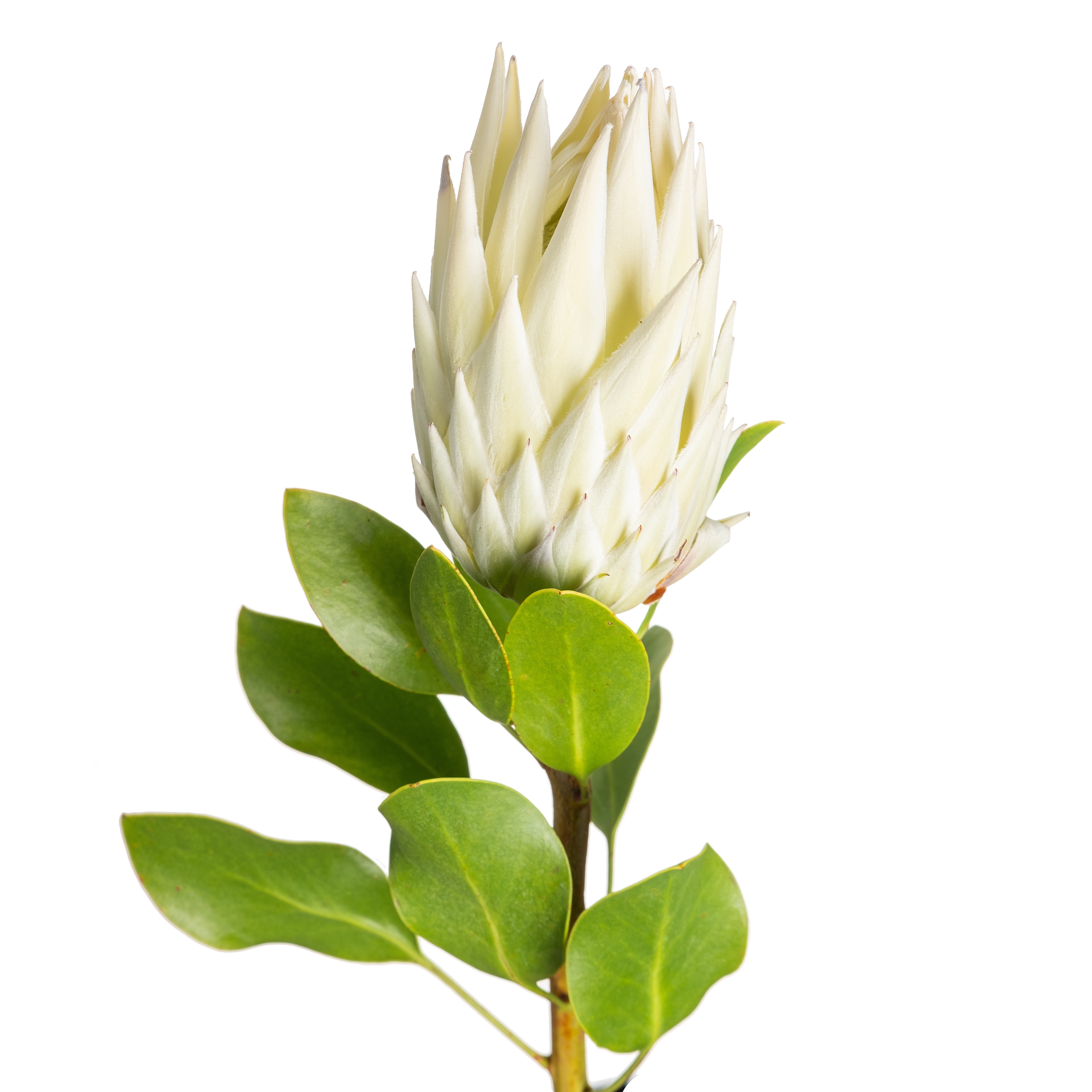 Протея кинг белая