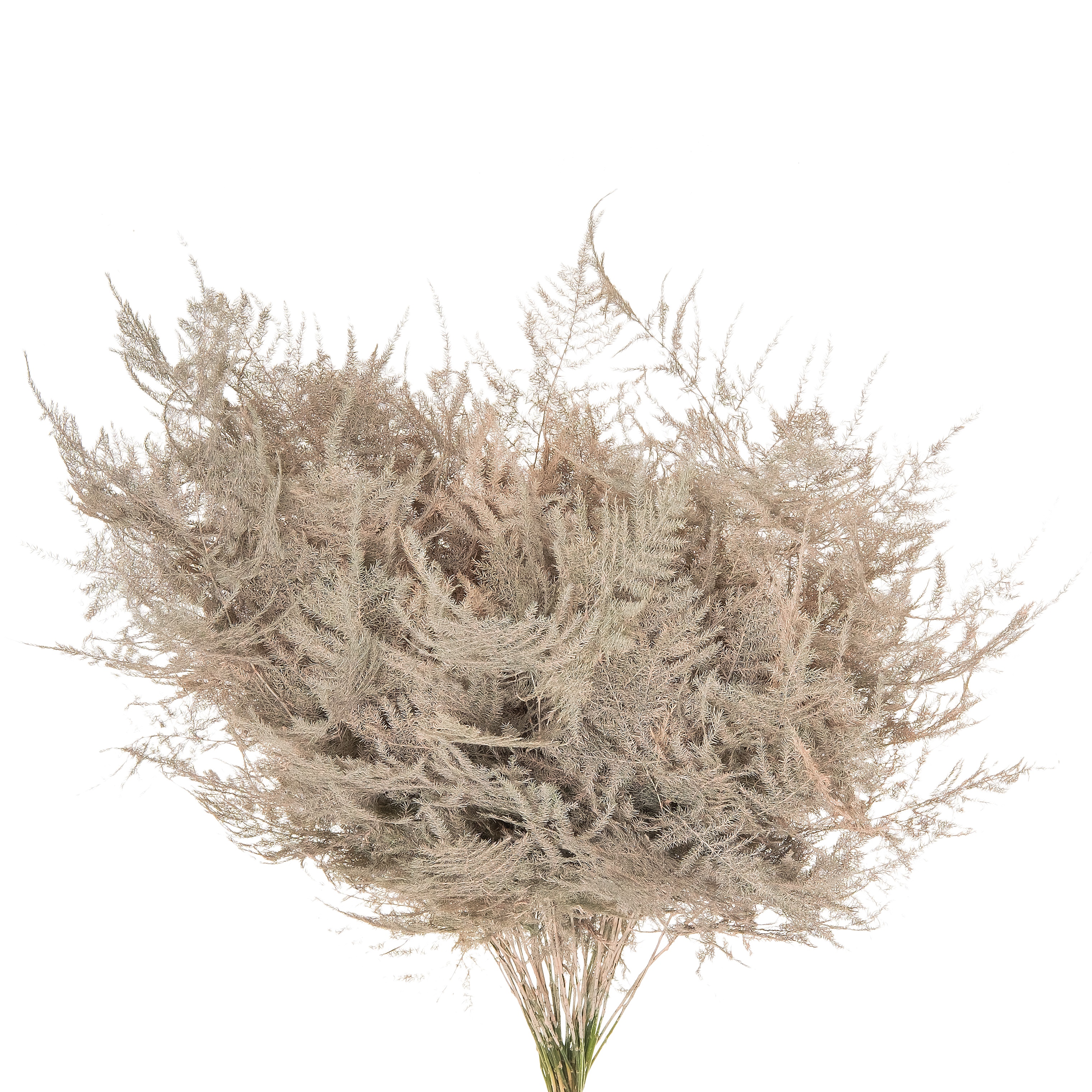 Blad Asparagus tinted plumosus peach