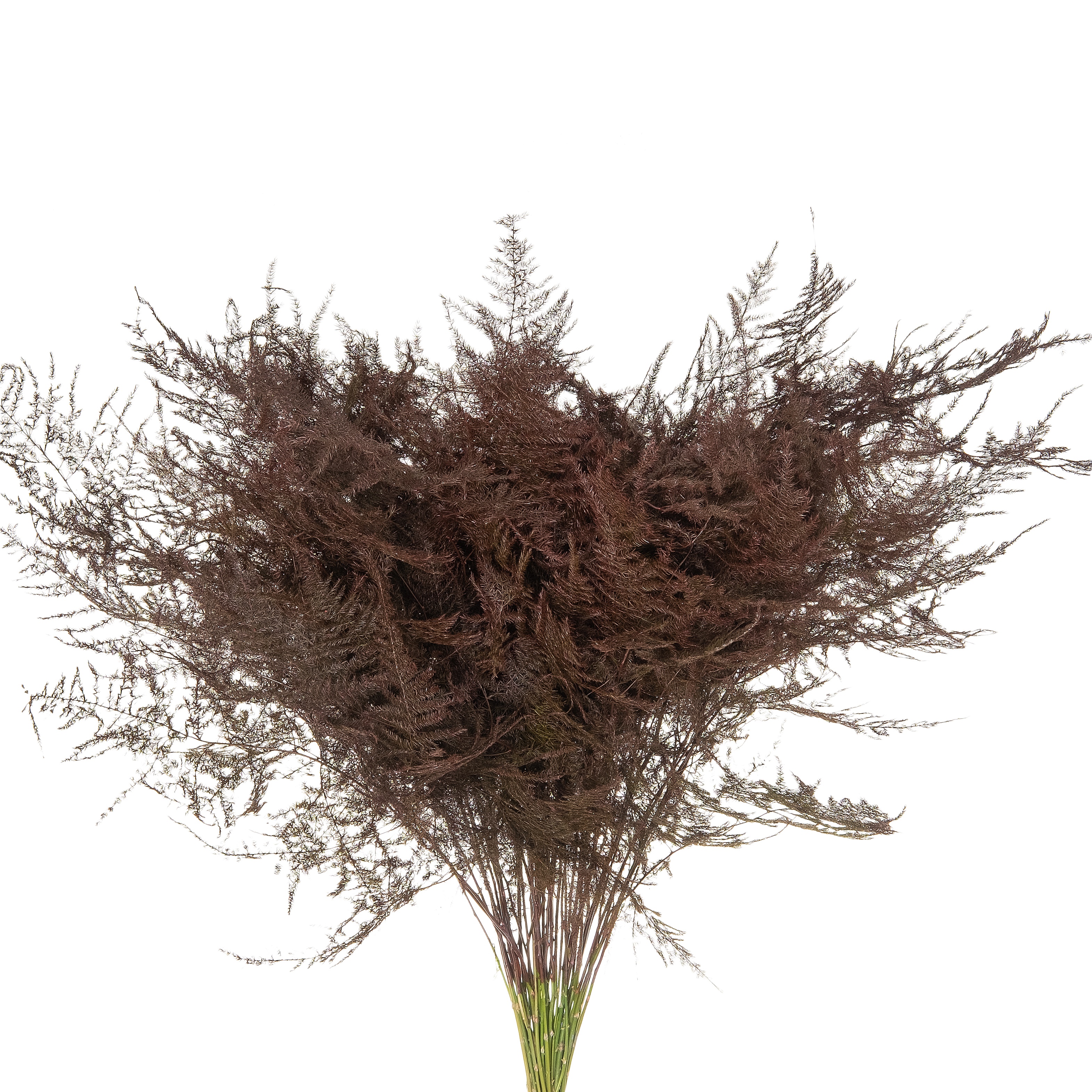 Листья Аспарагус краш. плюмосус бордо в Москве