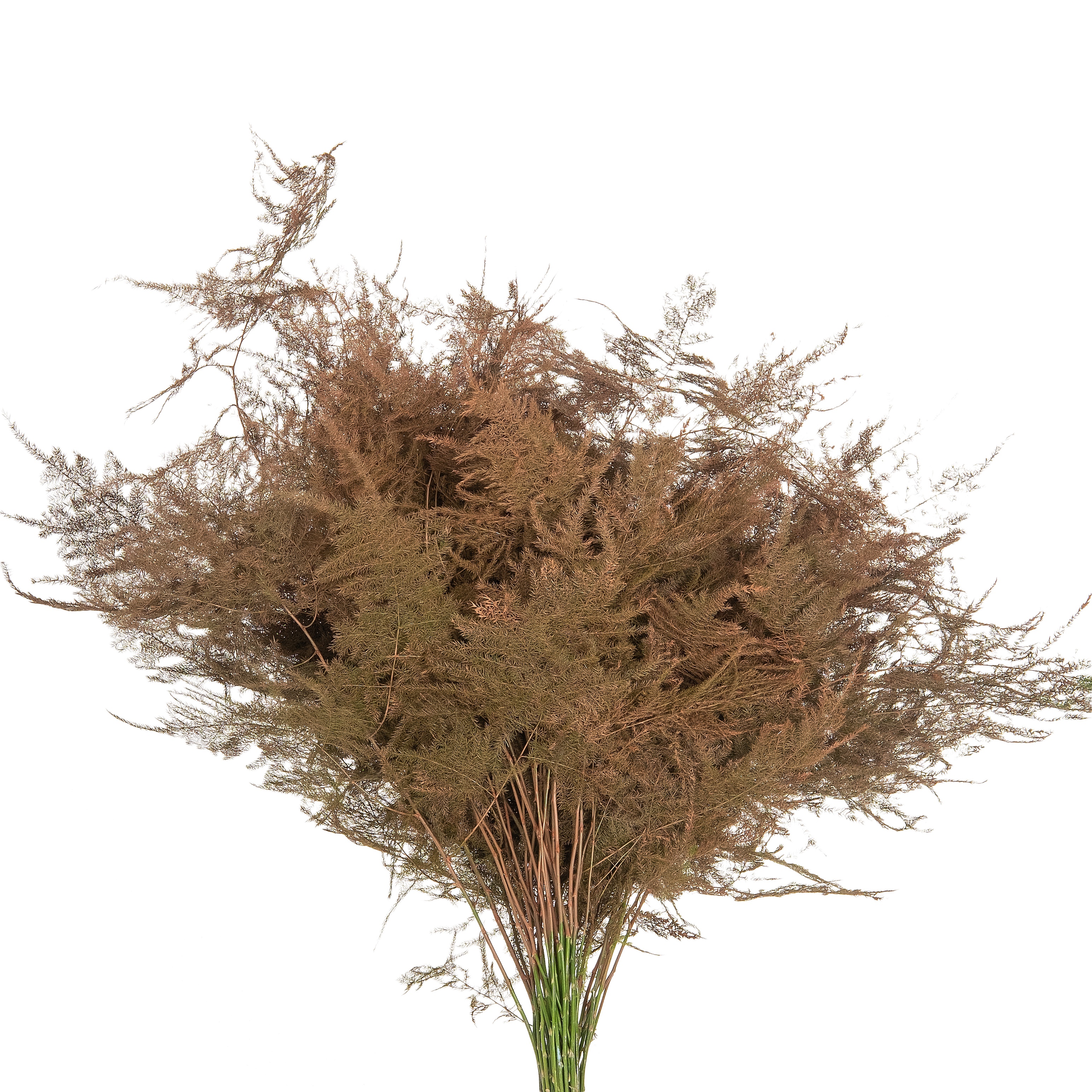 Листья Аспарагус плюмосус краш коричневый в Москве